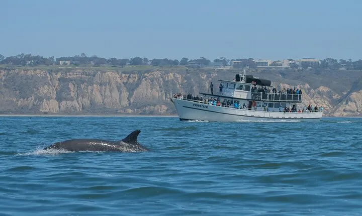 San Diego Whale Watching Tour 