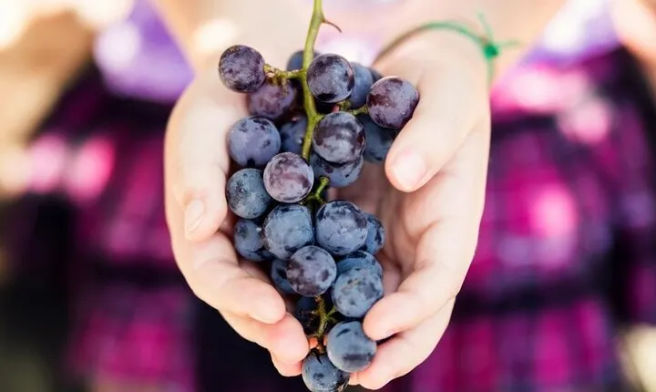 Wine Tasting & Art Tour from Nice