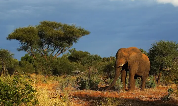 2 Days Tala Game Reserve Natal Lion Park & Drakensberg fro Durban