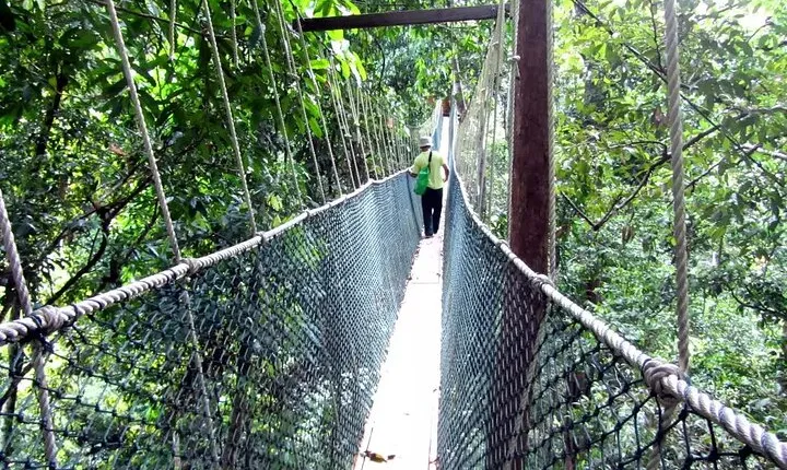 Taman Negara Day Tour with Canopy Walk