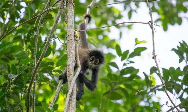 Coba & Monkey Sanctuary Punta Laguna Private Tour