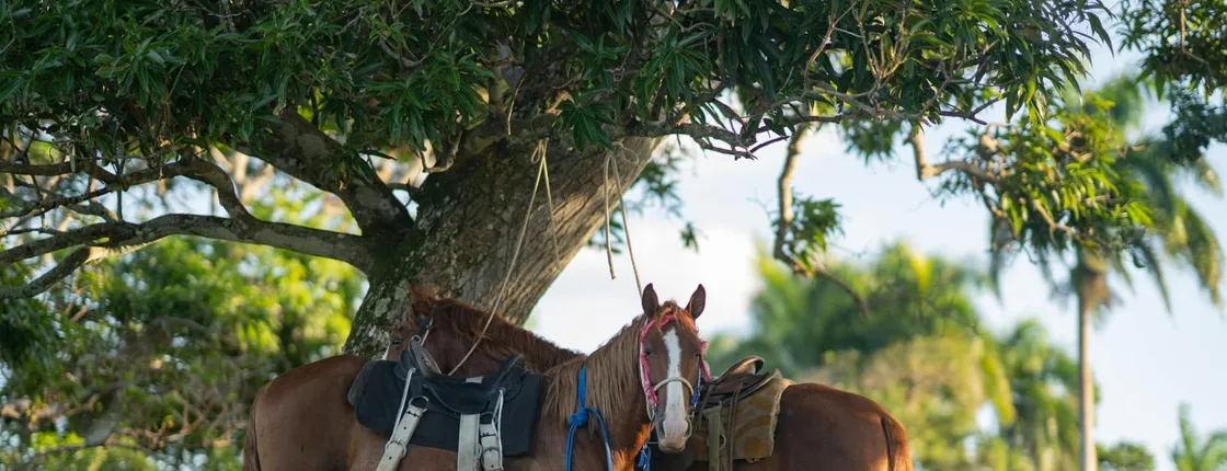 Sunset Tour by Horse in the Anamuya Mountains with Ranch Dinner