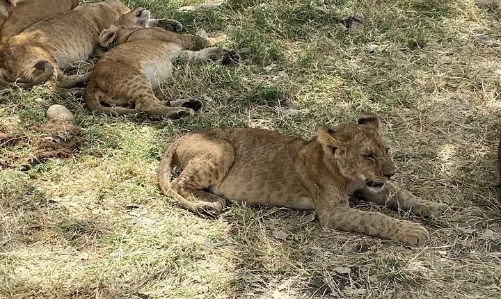 Wild Tanzania 7 Day Big Five Safari