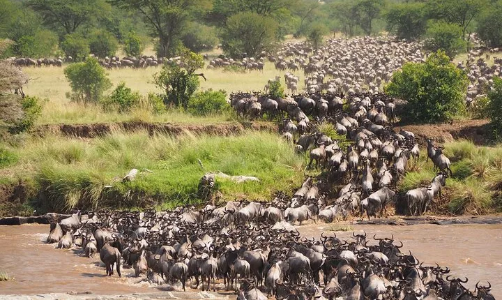 2-Day Private Tour in Masai Mara with Pick Up