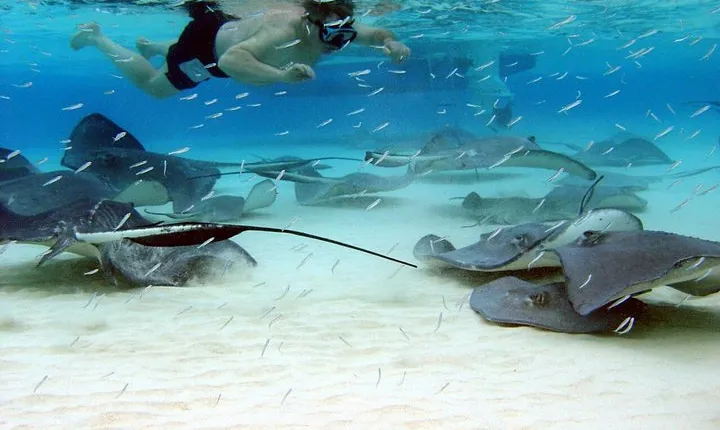 Starfish Point, Stingray City & Coral Garden (3-STOP Adventure)