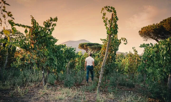 Wine Tasting and Winery Tour in Vesuvio National Park with Lunch