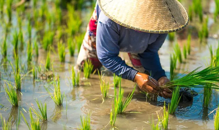 Real Experience of Being a Farmer in the Paddy