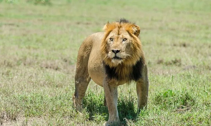 6 Days Uganda: Lake Mburo NP Queen Elizabeth NP & Murchison Falls