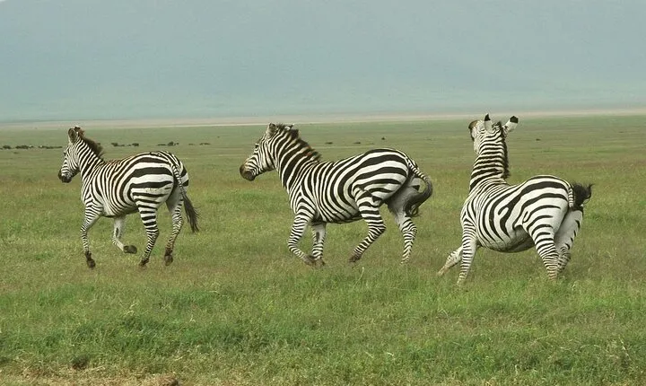 9-Day Ultimate Tanzania Honeymoon Safari Luxury Package