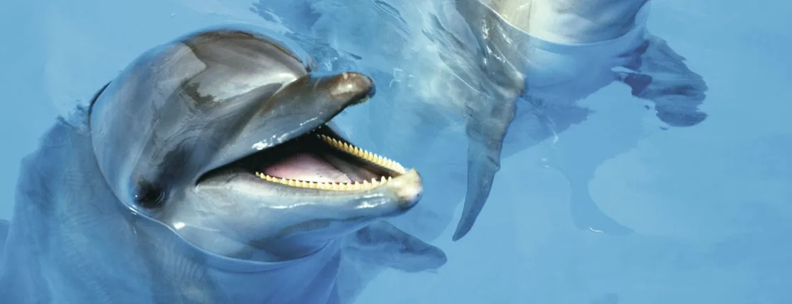 Cancun Exclusive Bronze Dolphin Interactive Programme