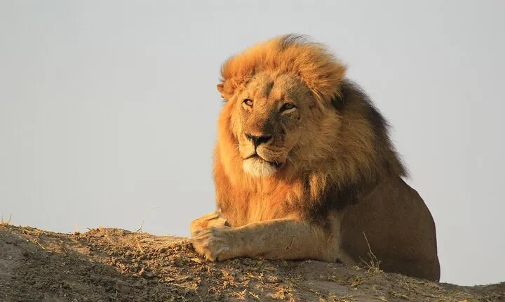 Chobe Extended Day Trip from Victoria Falls - Small Group
