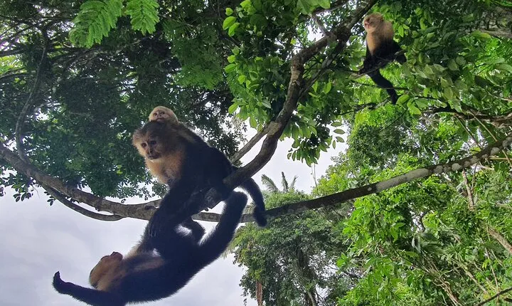 7 Hours Monkey Island and Nature Walk at Soberania National Park