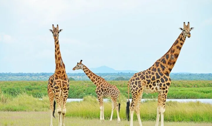 12 Days Gorillas, Chimps Trekking and Wildlife Budget Tour
