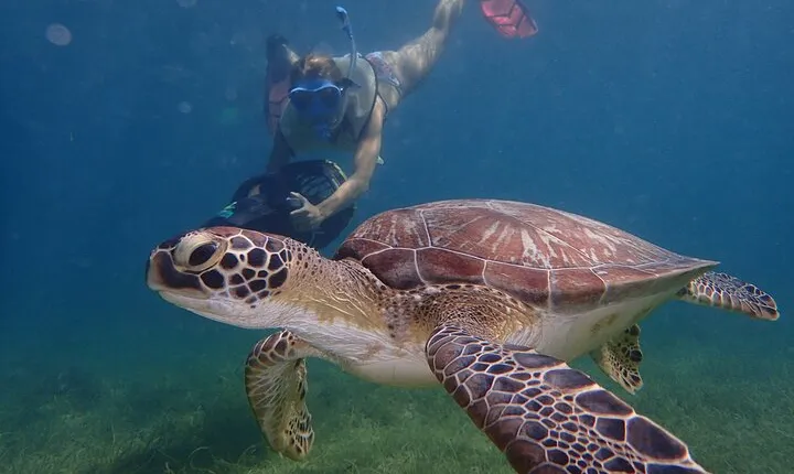 Turtle Beach Power Snorkeling Adventure
