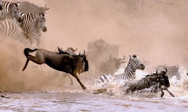 10 Days Wildebeest Migration Safari – Mid Range
