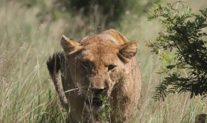 Full-Day Kruger National Park Safari