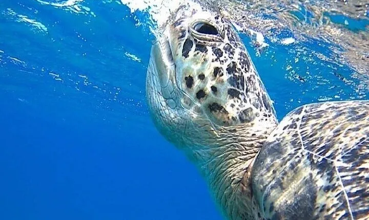 Marsa Alam : Marsa Mubarak Sea Snorkeling Boat Trip with Lunch & Transfer