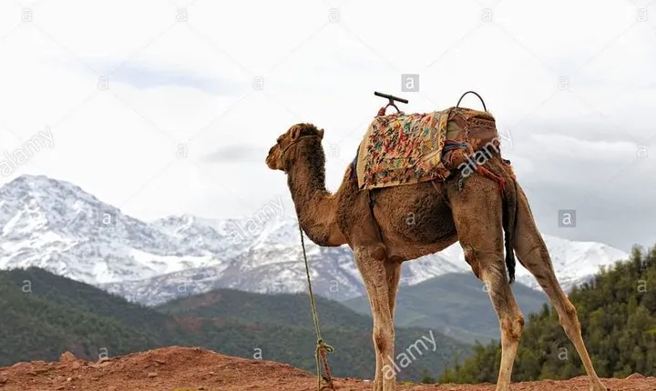 a day in the valley of the ourika and the atlas with a camel ride