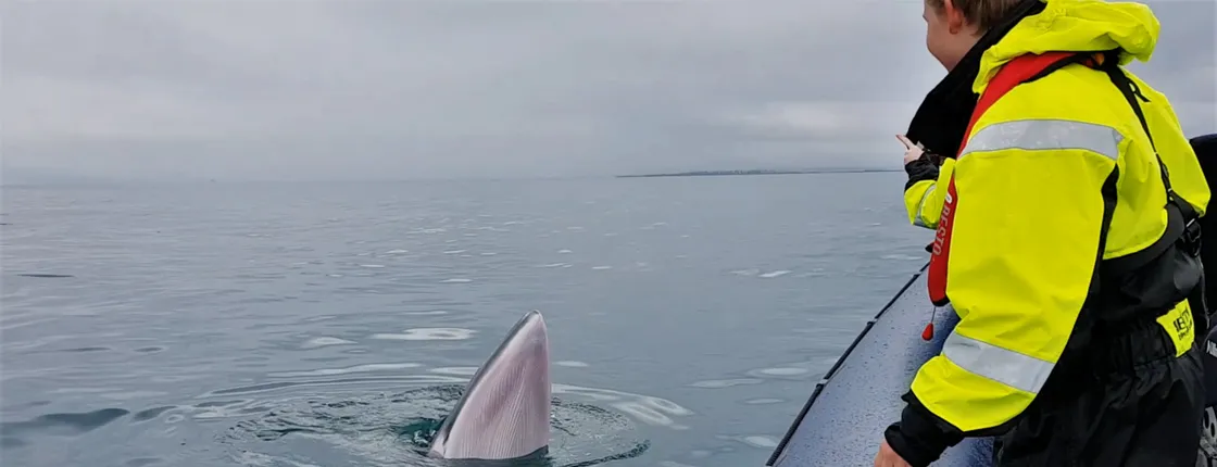 RIB Express whale watching tour from Reykjavik