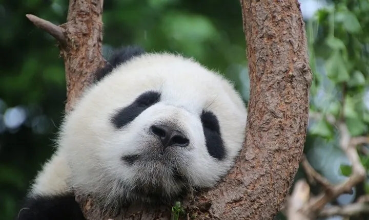 Private Chengdu Panda Breeding Research Base Ticket and Guide opt