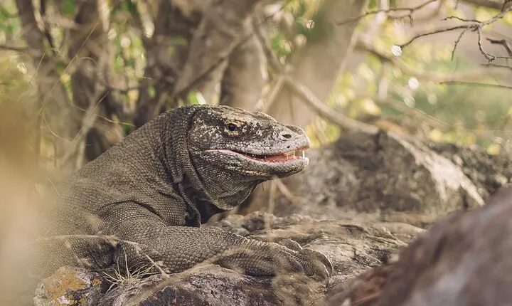 Full-Day Adventure Tour to komodo Island with join Speed Boat tur