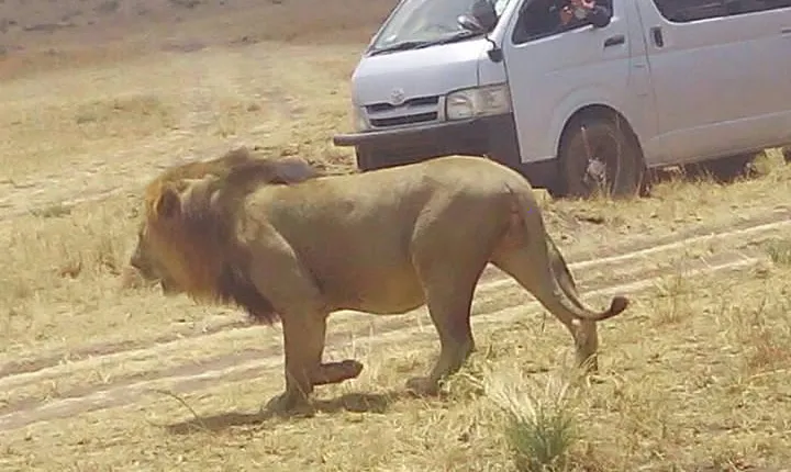 3 Days Maasai Mara Budget Group Safari