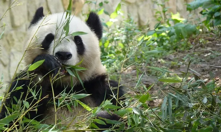 Beijing Private Tour to Temple of Heaven, Panda House and Summer Palace