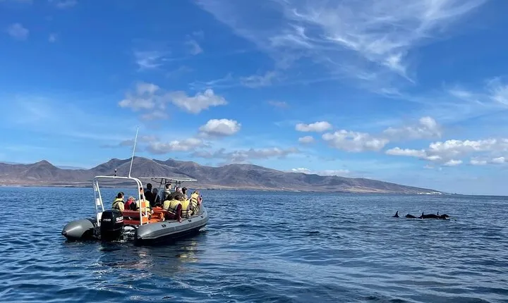 1.5-Hour Dolphin and Whale Watching Tour