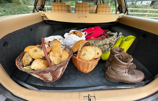 Wild Adventures in Foraging, Folklore and Nature Connection