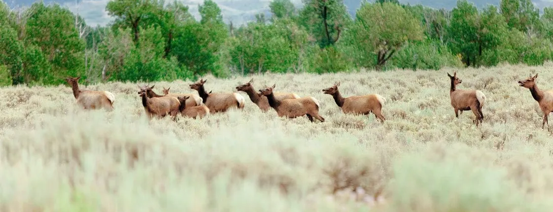 Yellowstone Lower Loop full-day tour