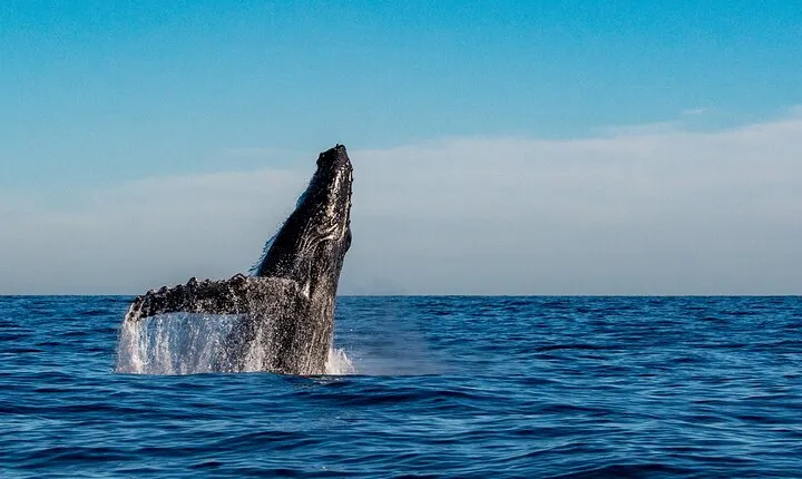 Private Whale Watching Sailing Adventure