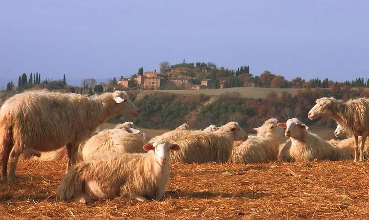Montepulciano and Pienza Tuscany Wine&Cheese Fullday from Florence