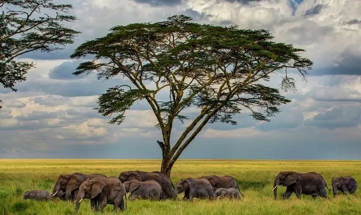 Multi-Day Camping Safari Experience in Arusha