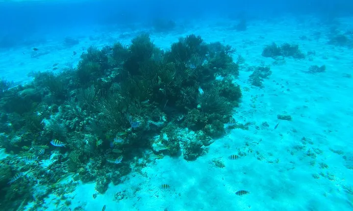 Stingray City, Star fish Point and Snorkeling Private Boat Tour