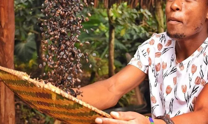 Waterfalls, Coffee, Hotsprings, Food Cuisine, & Serval Wildlife