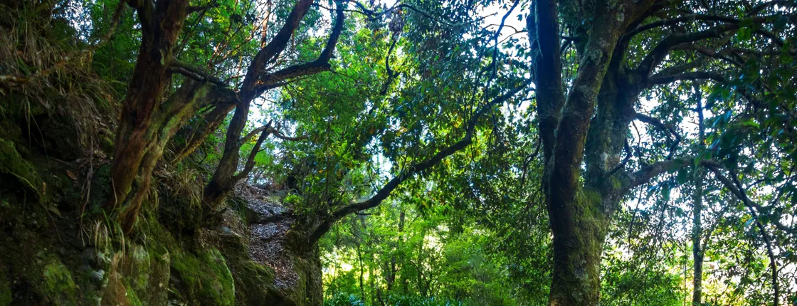 Ribeiro Frio Walk