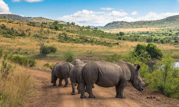 Sun City & Pilanesberg Game Reserve (Closed Vehicle)