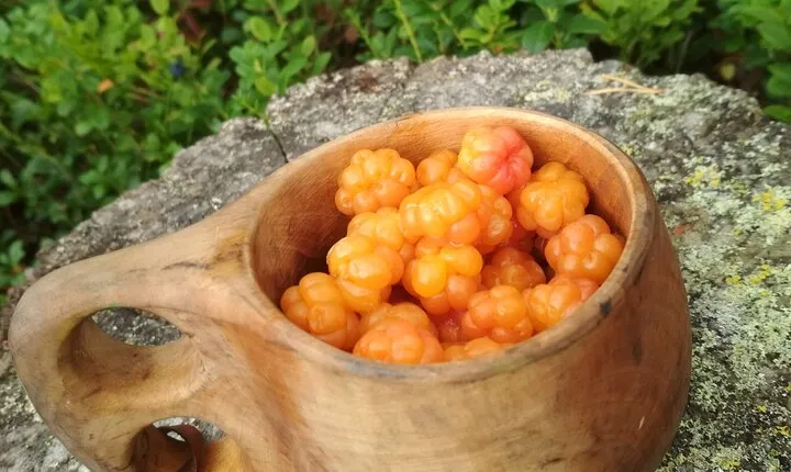 Lapland Berry Day Experience