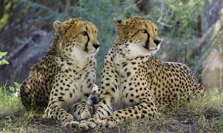 Day Tour: Lake Manyara National Park