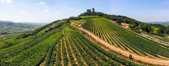 Private Soave wine tour and tasting from Verona