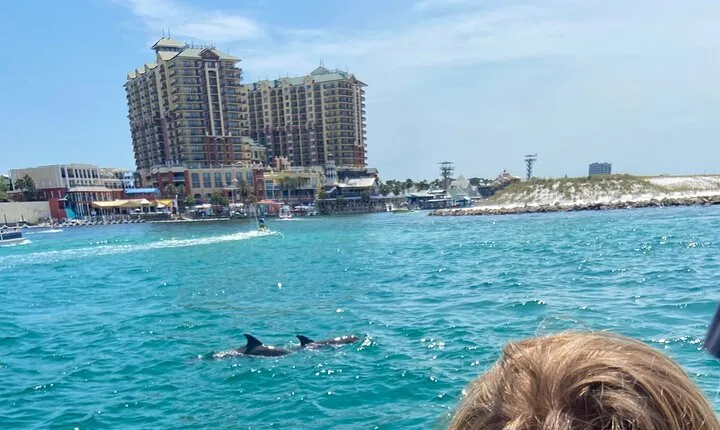 2 Hours Guided Dolphin Tour in Florida