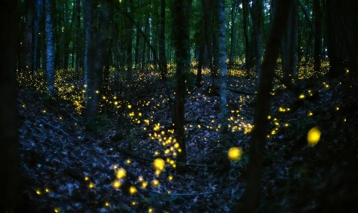 Fireflies & Silver Leaf monkey Tour With Free Batu Caves Temple