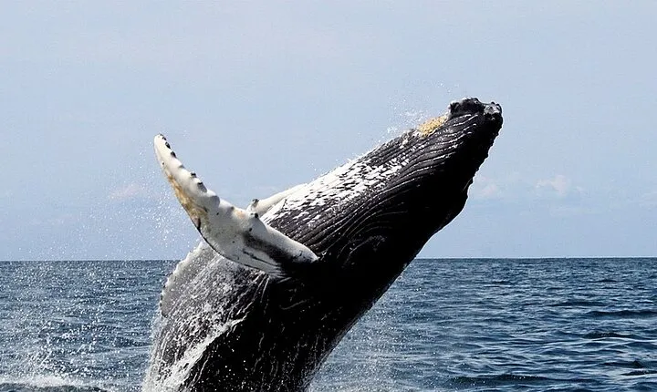 Small-Group Whale Watching in Baja Mexico