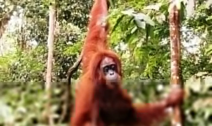 Two-Day Jungle Trekking For School, Private