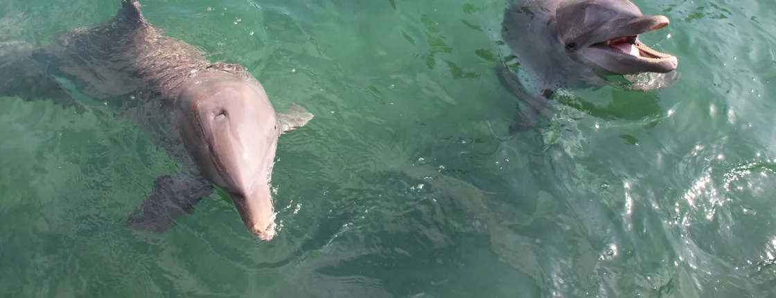 Dolphin Swim Encounter at Puerto Aventuras