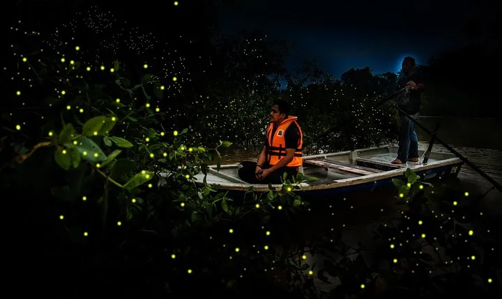 Kuala Selangor Fireflies Tour Include Seafood Dinner (Free Boat Ride)