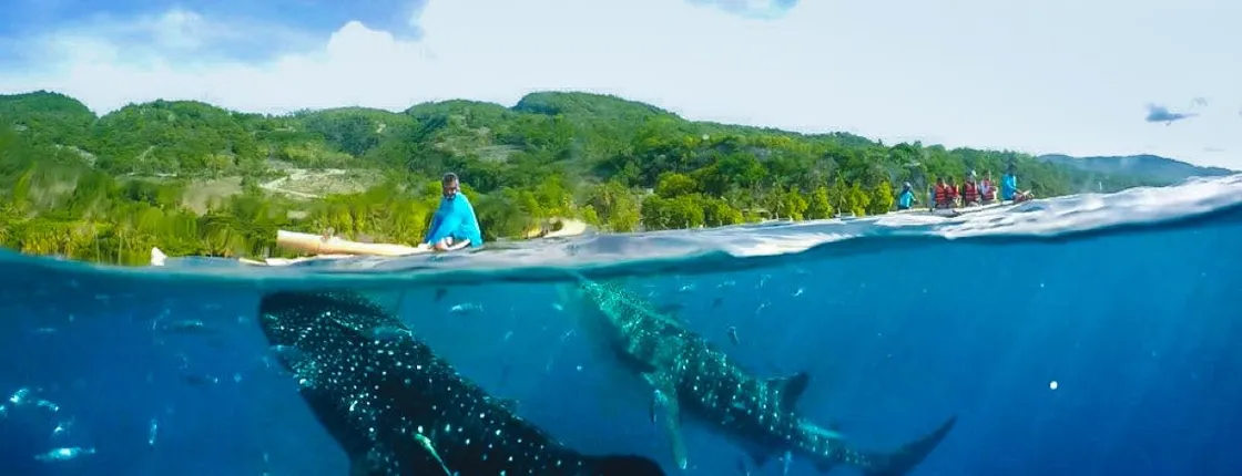 Full-day Oslob whale shark and canyoneering adventure