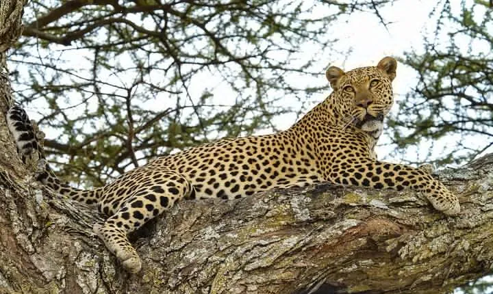 4 Day Tour to Lake Manyara, Ngorongoro Crater and Tarangire