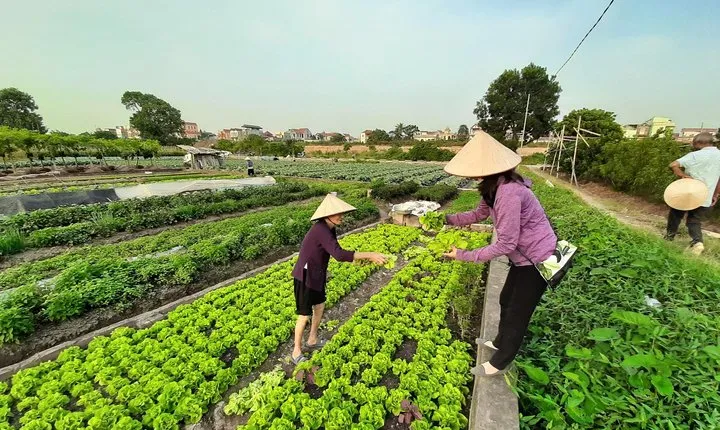 Farm tour & Home cooking class with local family in Hanoi