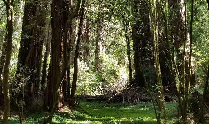 Alcatraz with Muir Woods and Sausalito Tour